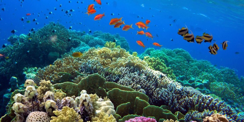 Coral Reefs at Belize
