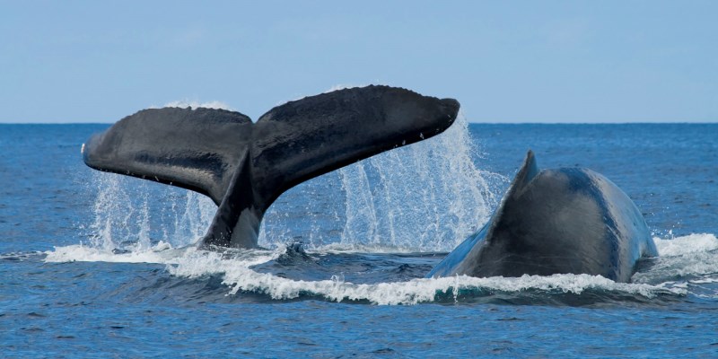 Two whales up- close Kuai