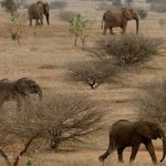 MALI: Saving Elephants, Saving Communities